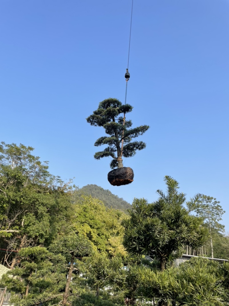 造型罗汉松