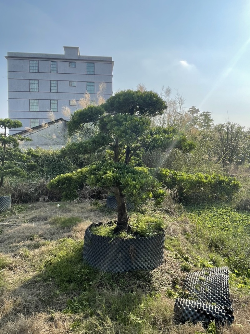 造型罗汉松
