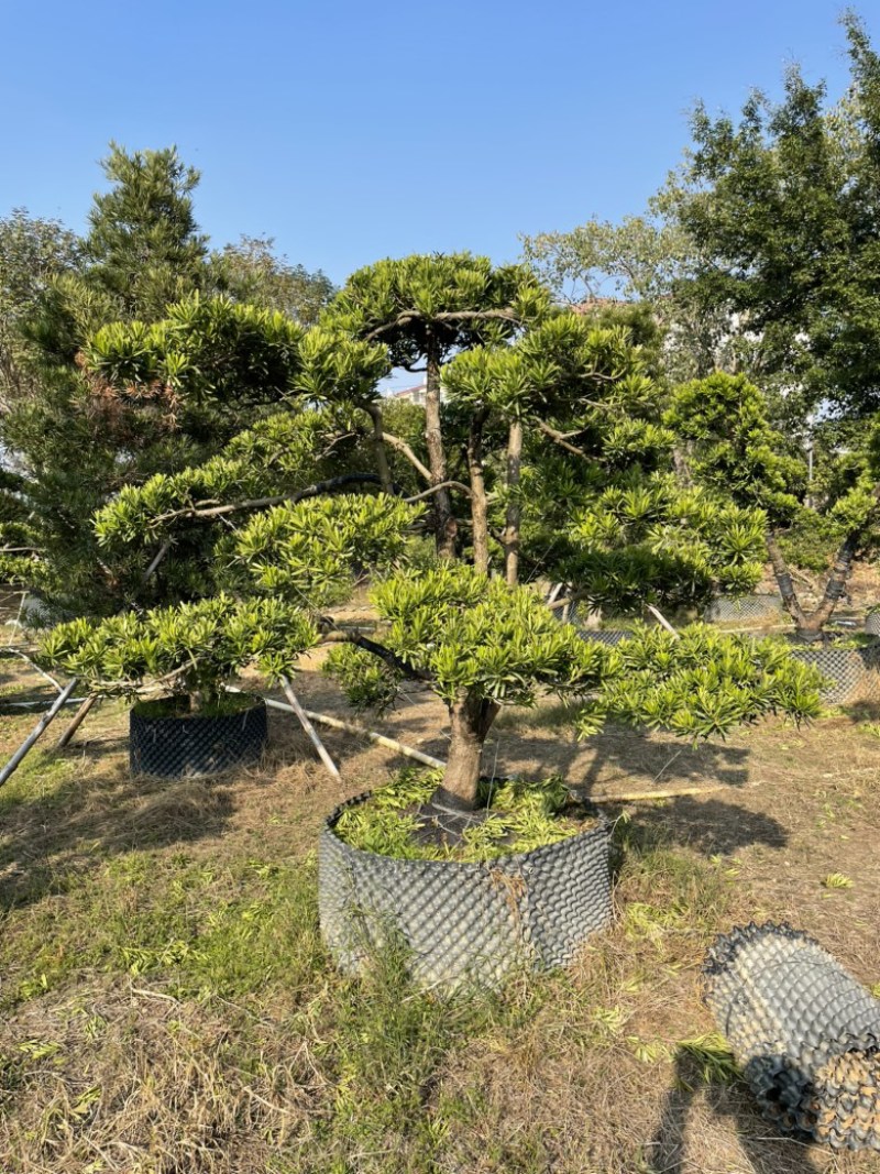 造型罗汉松