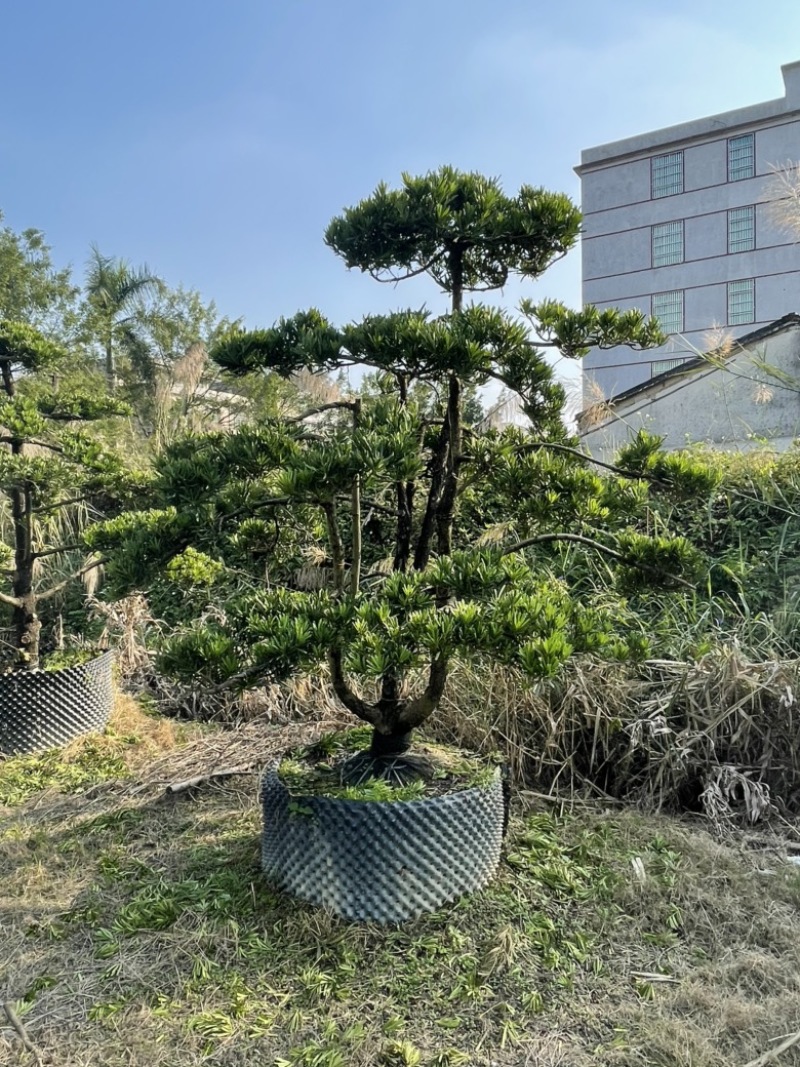 造型罗汉松