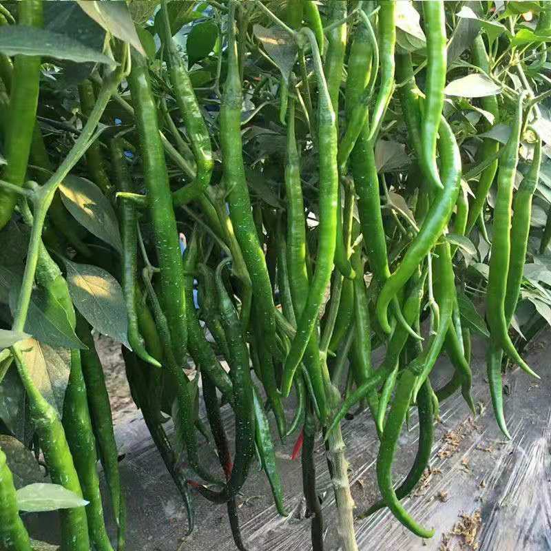萧研八号辣椒种子萧辣八号长线椒种籽厚肉中早熟顺直味辣春秋