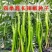 萧研八号辣椒种子萧辣八号长线椒种籽厚肉中早熟顺直味辣春秋