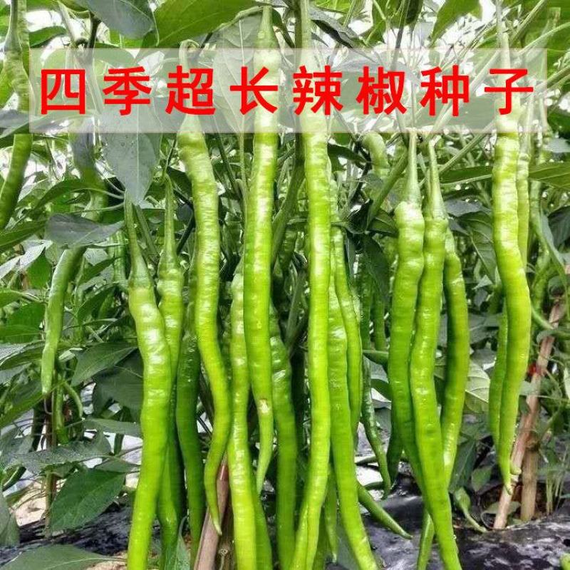 萧研八号辣椒种子萧辣八号长线椒种籽厚肉中早熟顺直味辣春秋