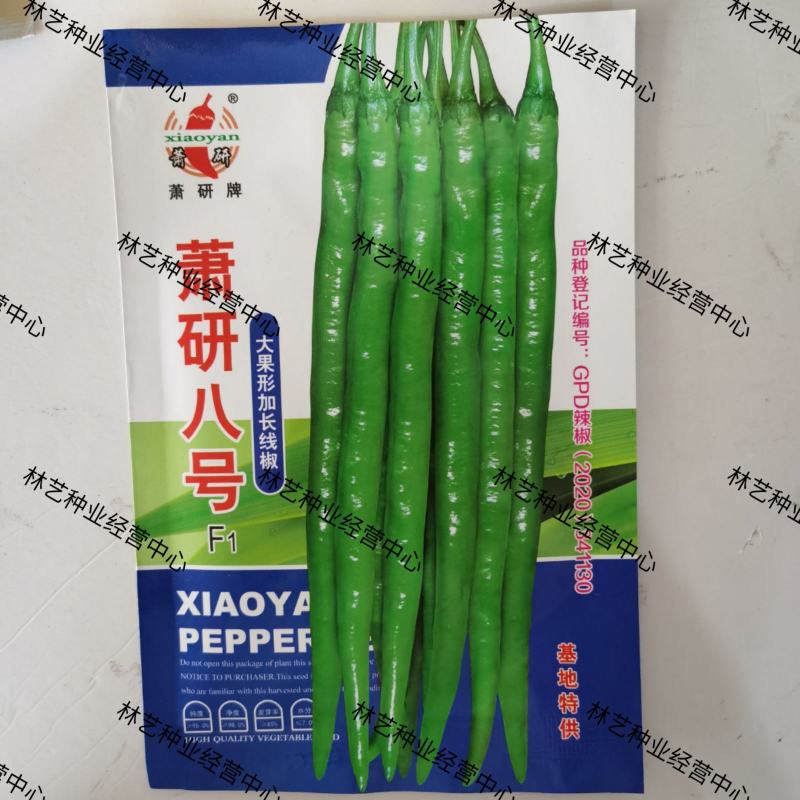 萧研八号辣椒种子萧辣八号长线椒种籽厚肉中早熟顺直味辣春秋