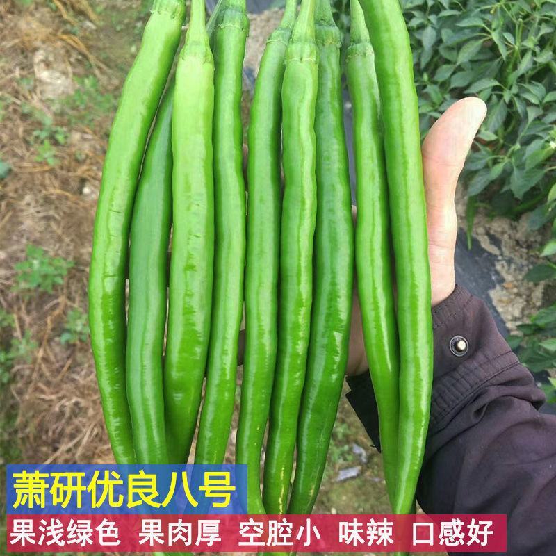 萧研八号辣椒种子萧辣八号长线椒种籽厚肉中早熟顺直味辣春秋