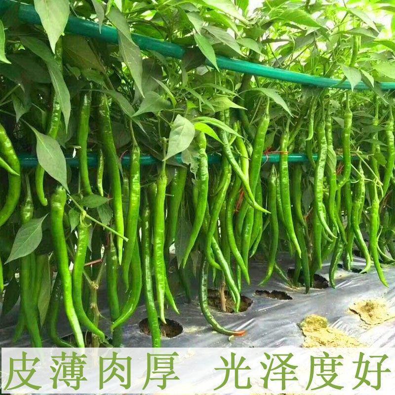 萧研八号辣椒种子萧辣八号长线椒种籽厚肉中早熟顺直味辣春秋