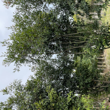 丛生水蒲桃树