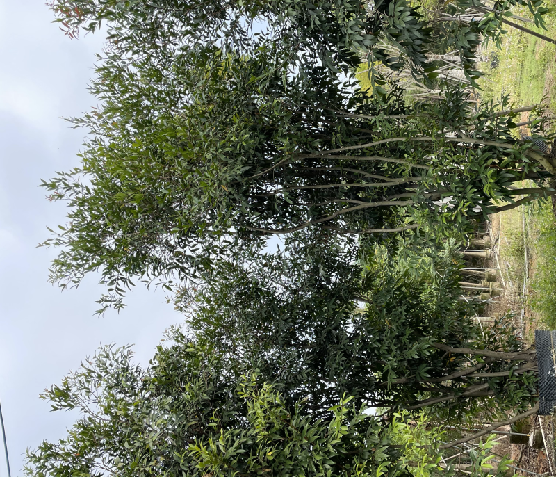 丛生水蒲桃树