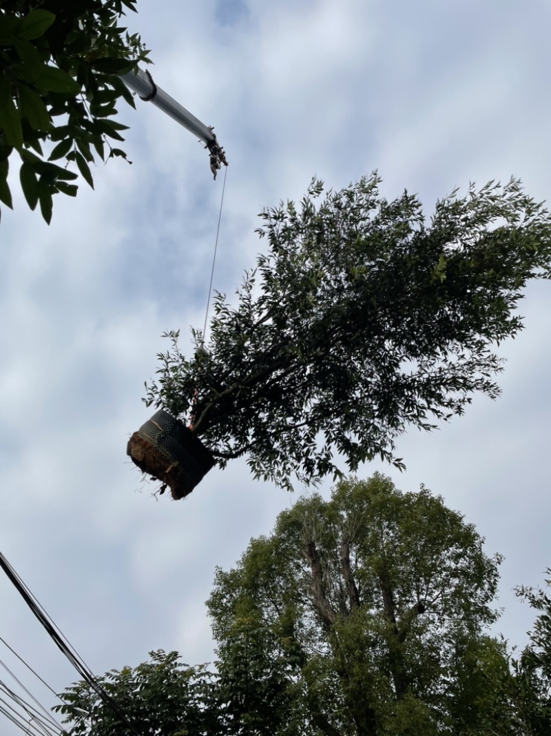 丛生水蒲桃树
