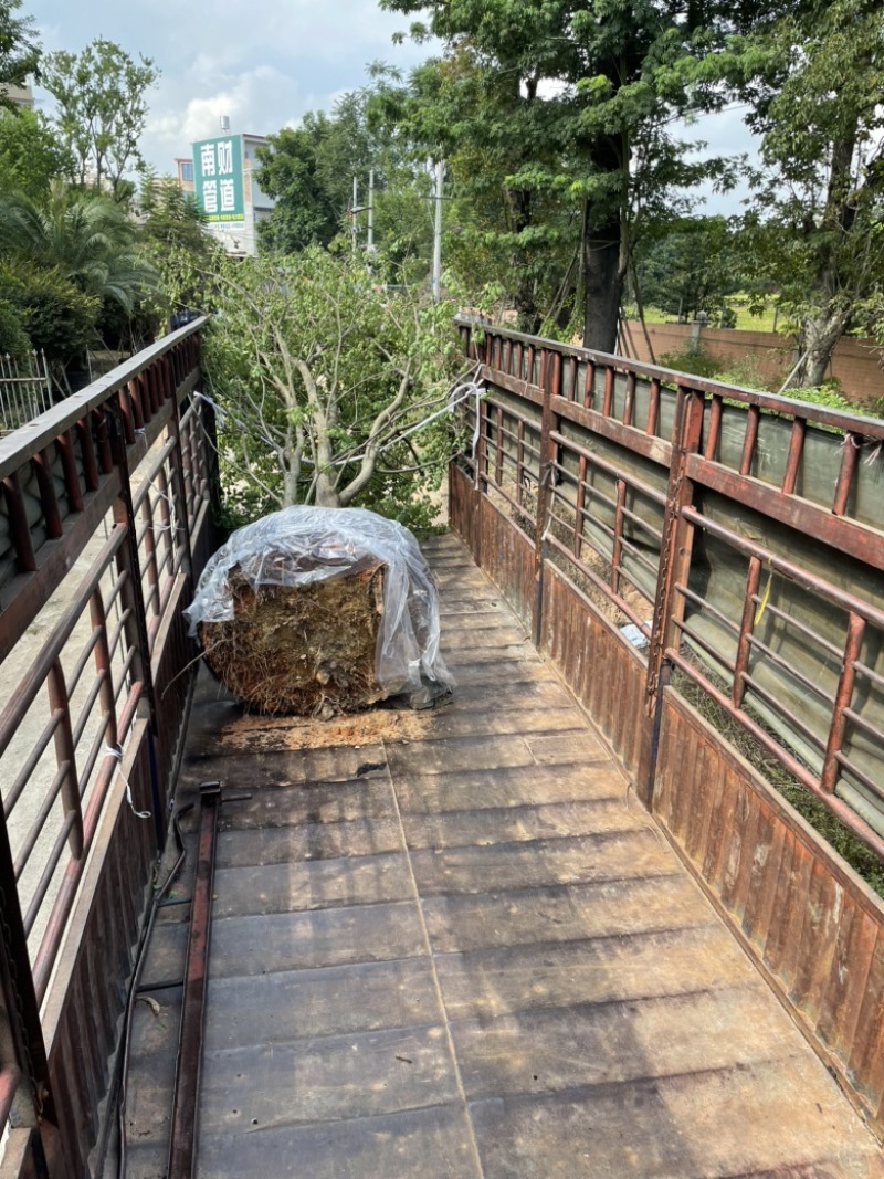 丛生乌桕