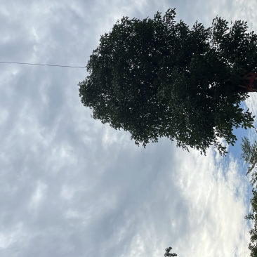 秋枫树桩
