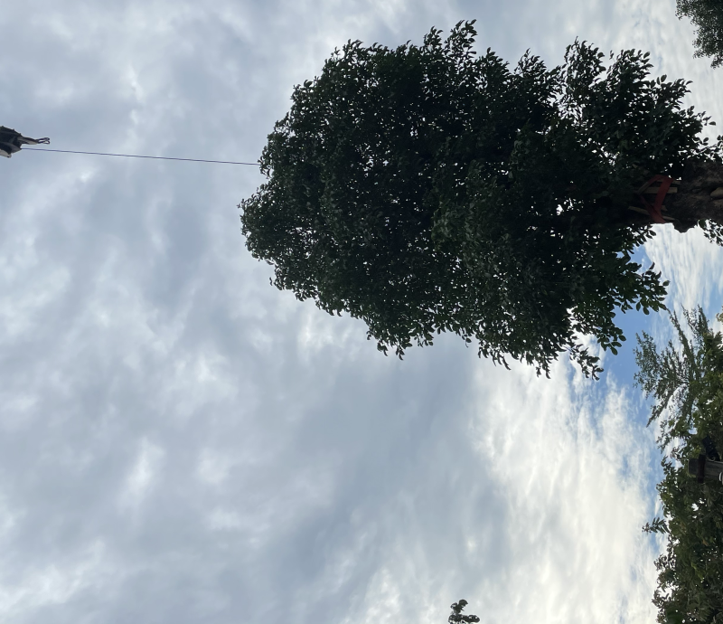 秋枫树桩