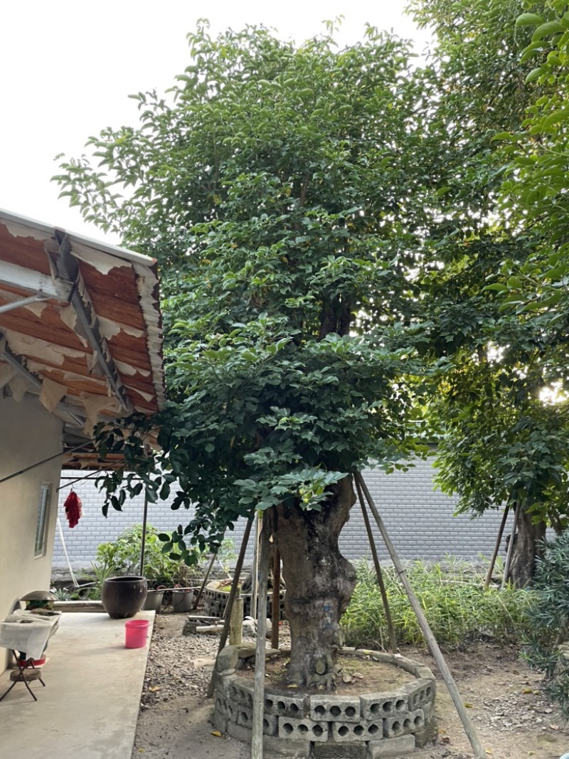 秋枫树桩