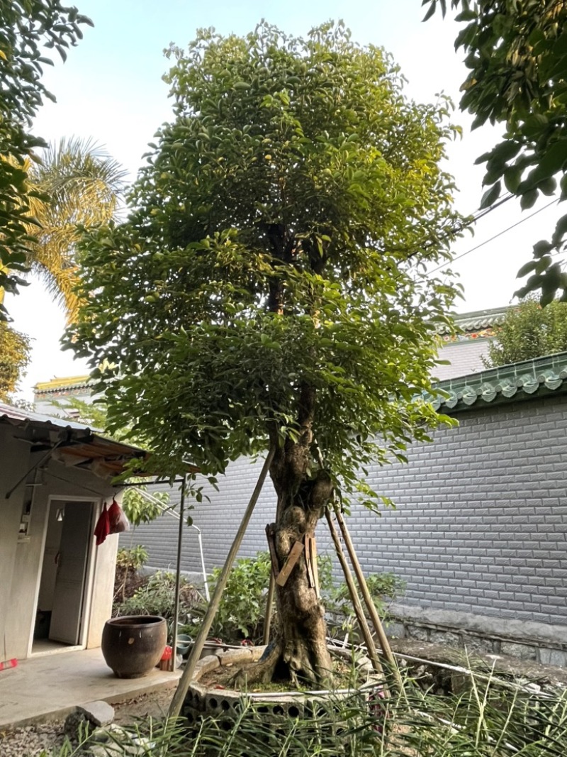 秋枫树桩