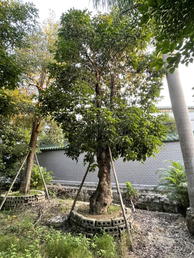 秋枫树桩