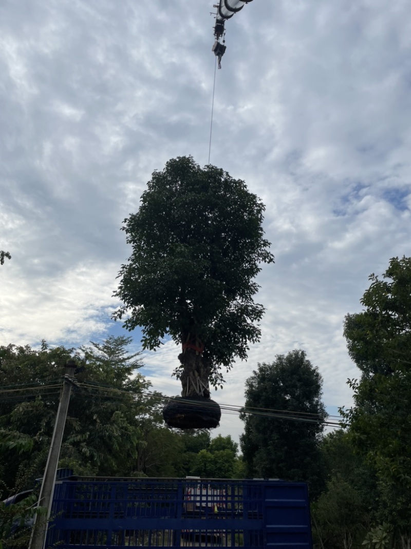 秋枫树桩