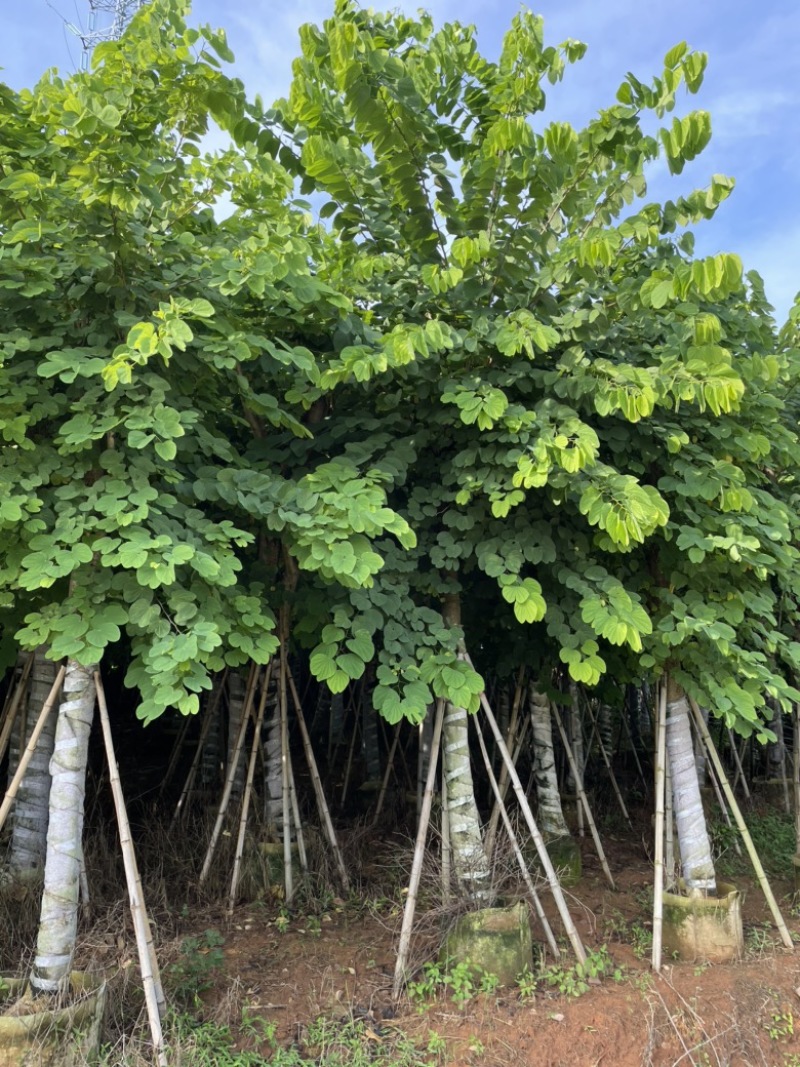 洋紫荆