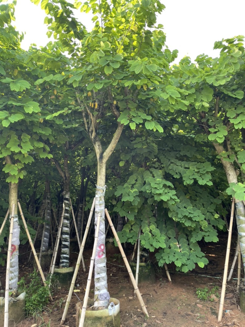 洋紫荆