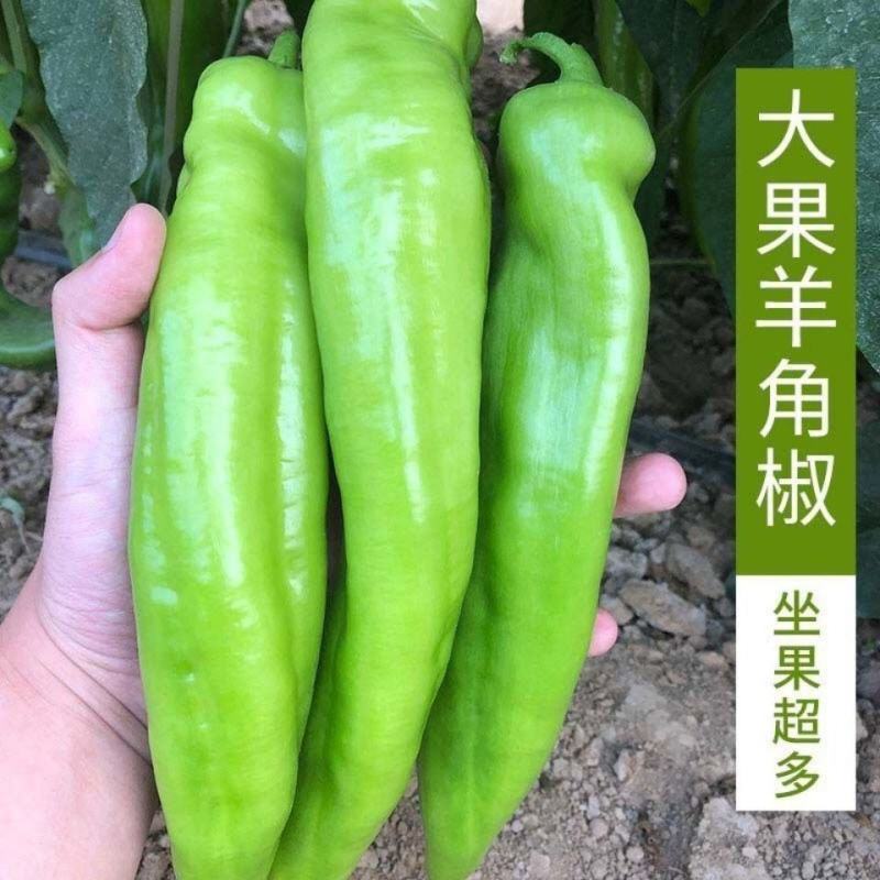 金蔬利民大椒种子F1大果黄绿皮尖椒辣椒种子中辣长黄皮椒耐