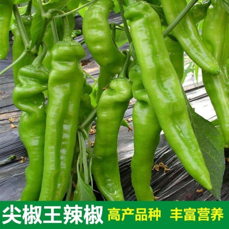 金蔬利民大椒种子F1大果黄绿皮尖椒辣椒种子中辣长黄皮椒耐