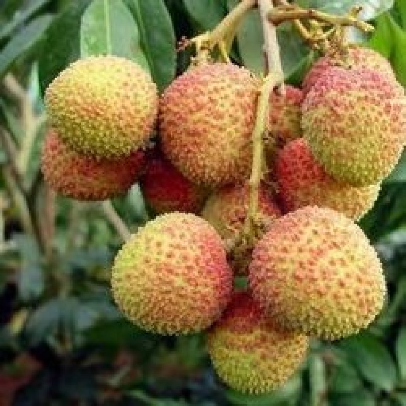 荔枝空运至全国几小时到货#妃子笑#桂味荔枝