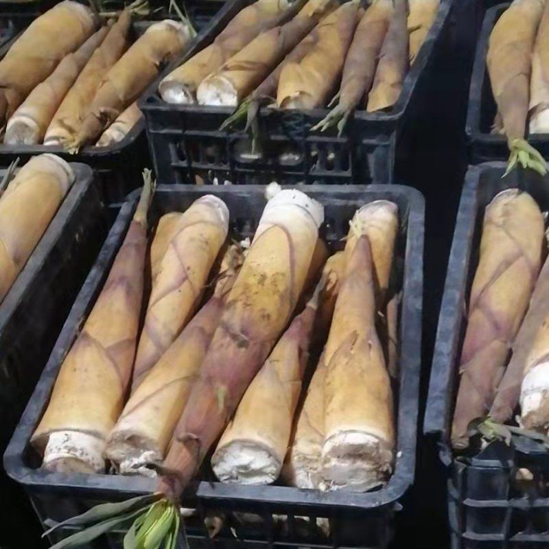 宜宾苦笋大量上市了