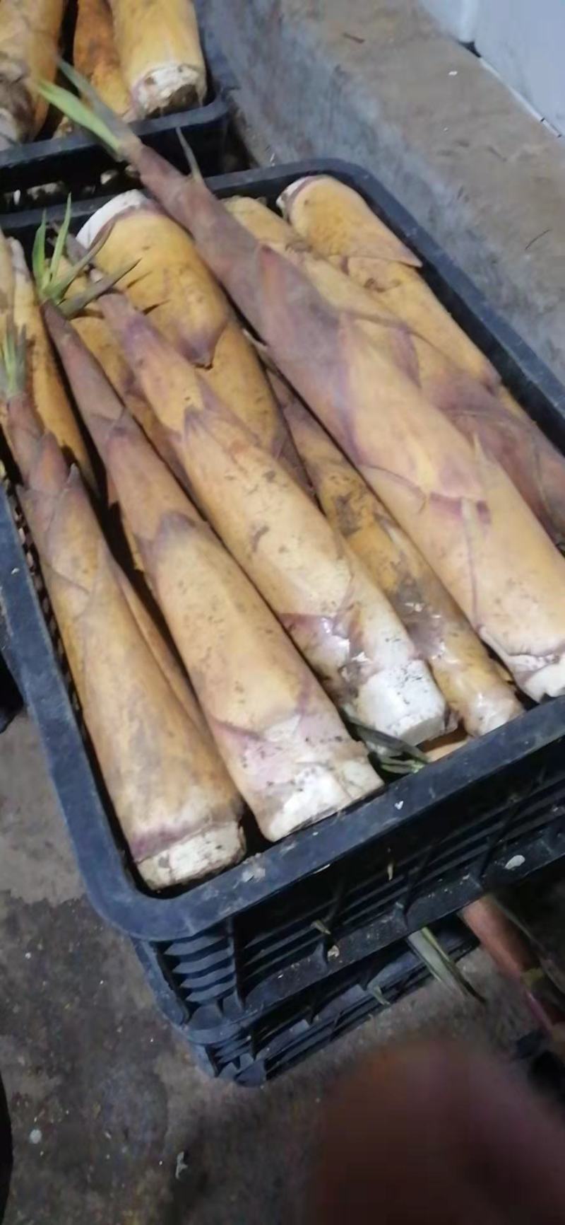 宜宾苦笋大量上市了