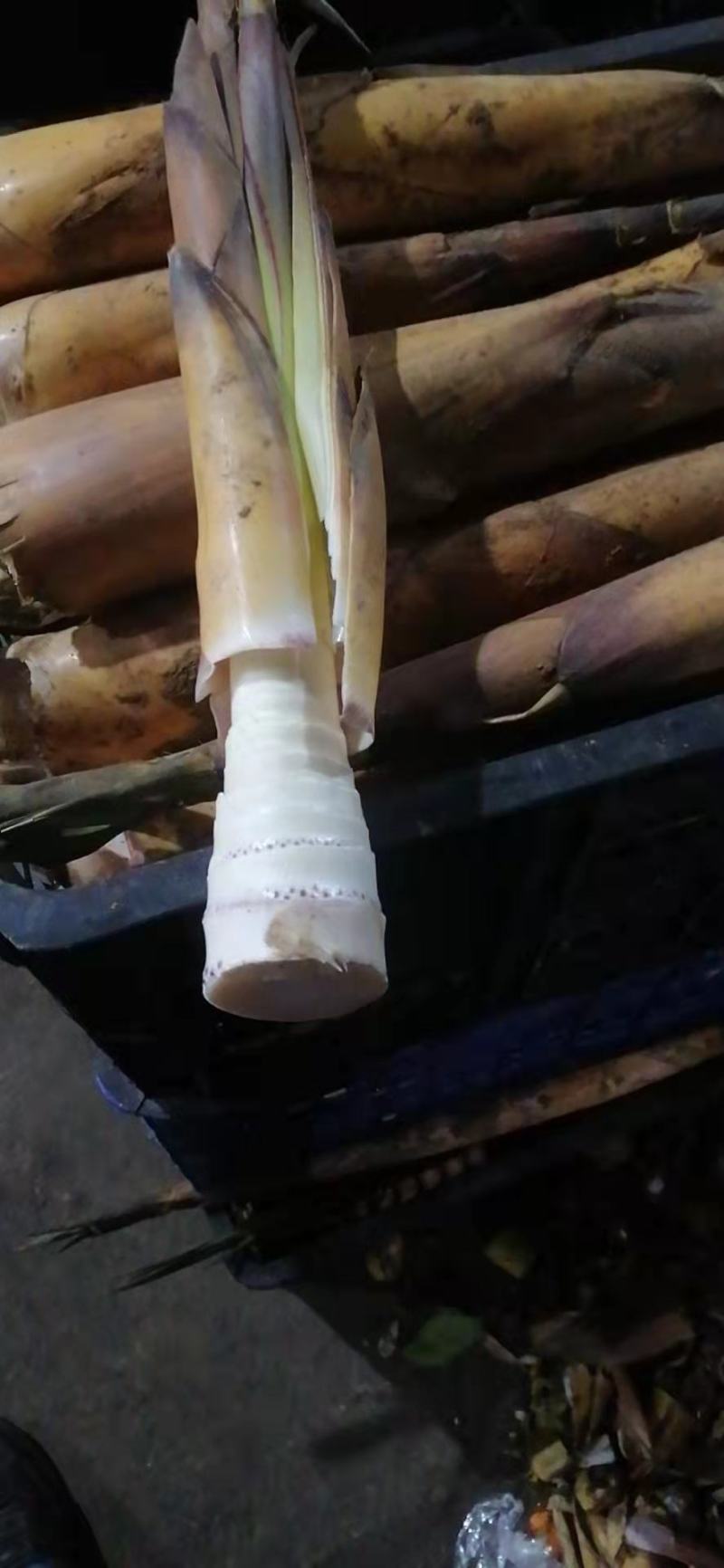 宜宾苦笋大量上市了