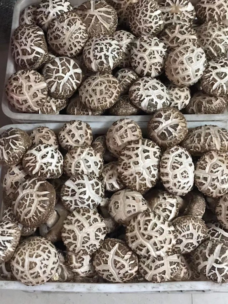 大花菇。小花菇