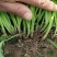 山东德州红根头刀韭菜质量保证适合超市市场