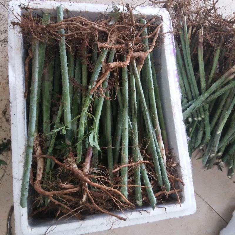 茶树苗甜茶苗刺儿茶苗产地广西大瑶山原产直发有货