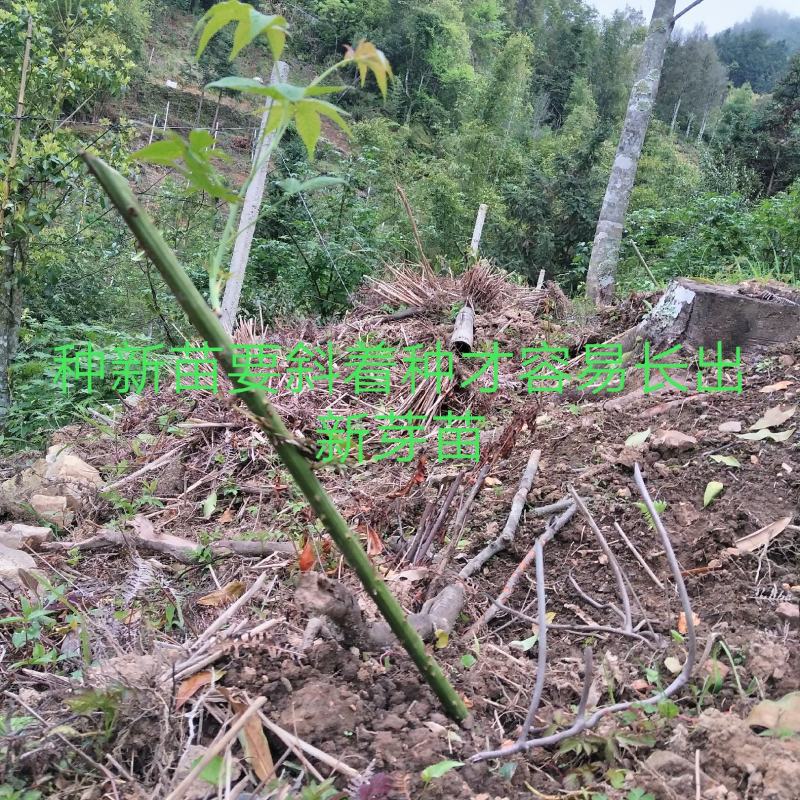 茶树苗甜茶苗刺儿茶苗产地广西大瑶山原产直发有货