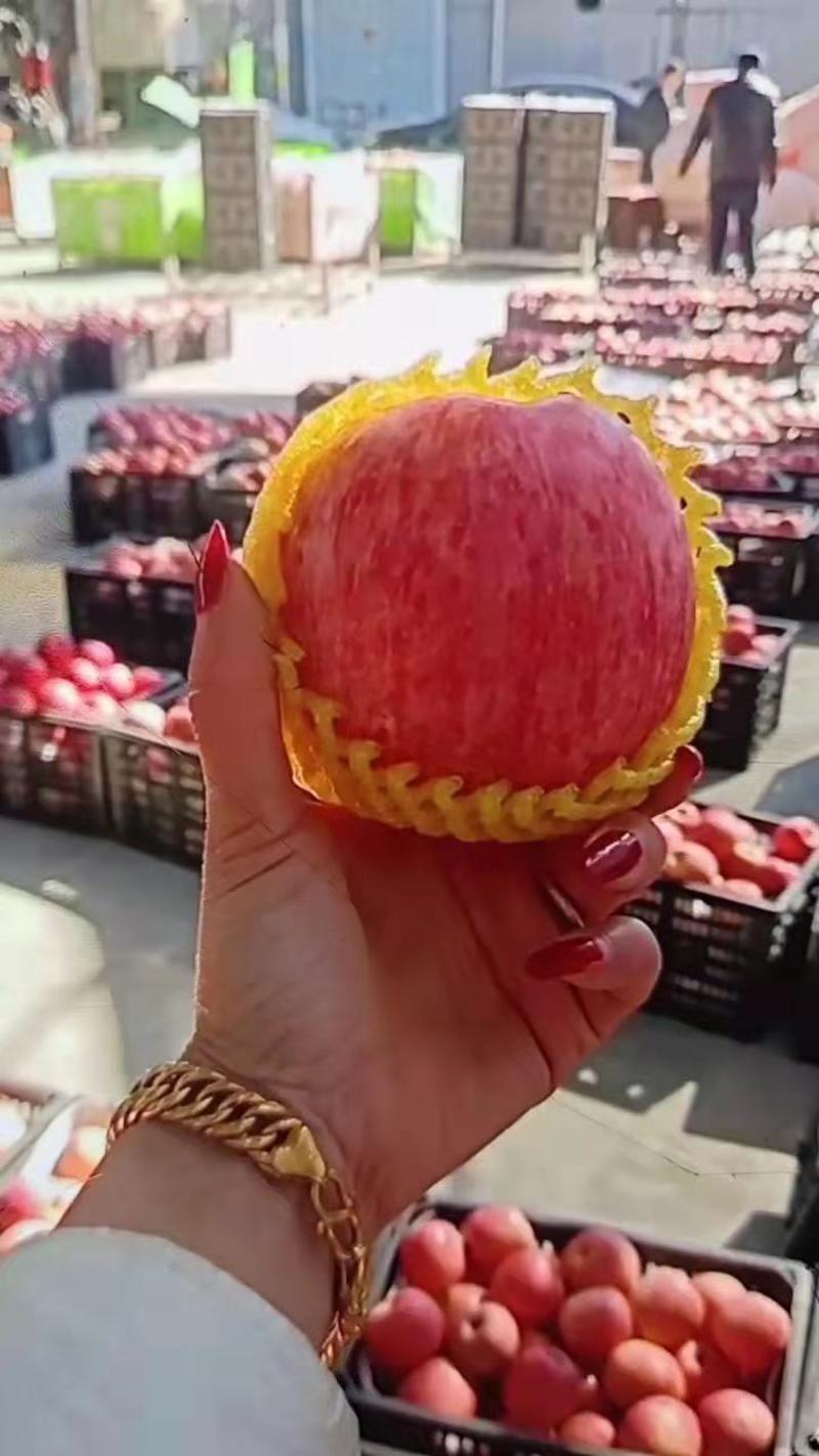 冷库红富士苹果产地价格行情低色泽漂亮大量开库出售