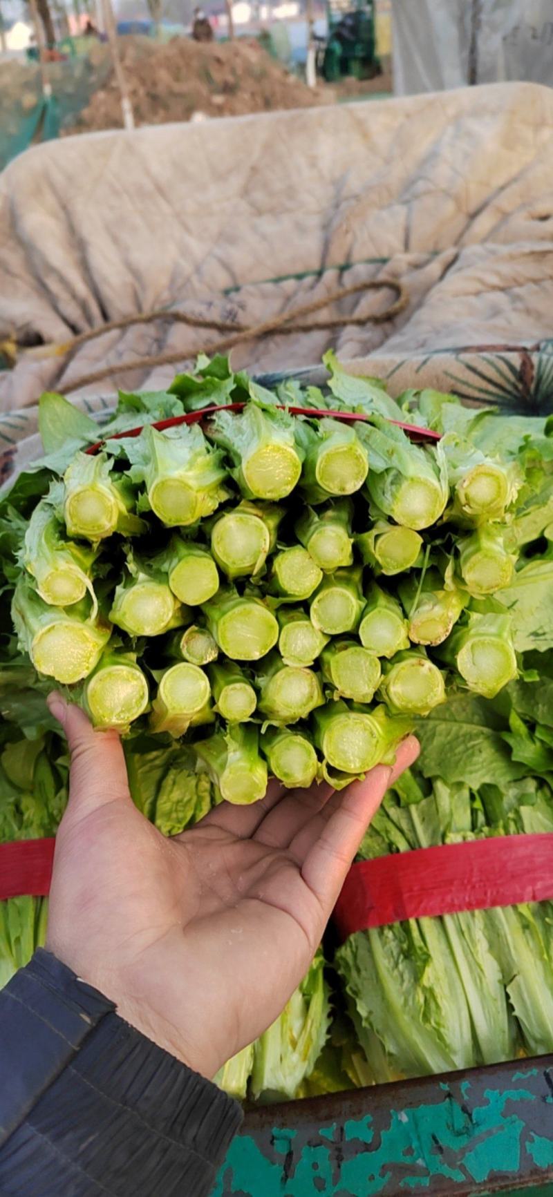优质油麦菜保质保量常年供应物美价廉，产地直销