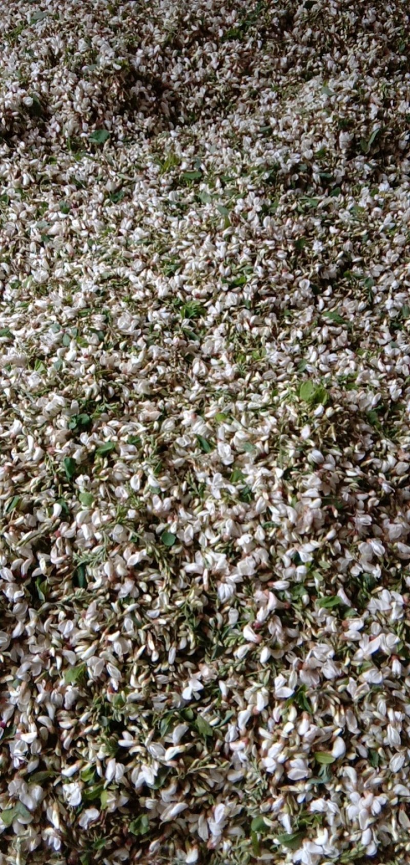 槐花，精品绿色无公害无污染产直供确保食品卫生安全