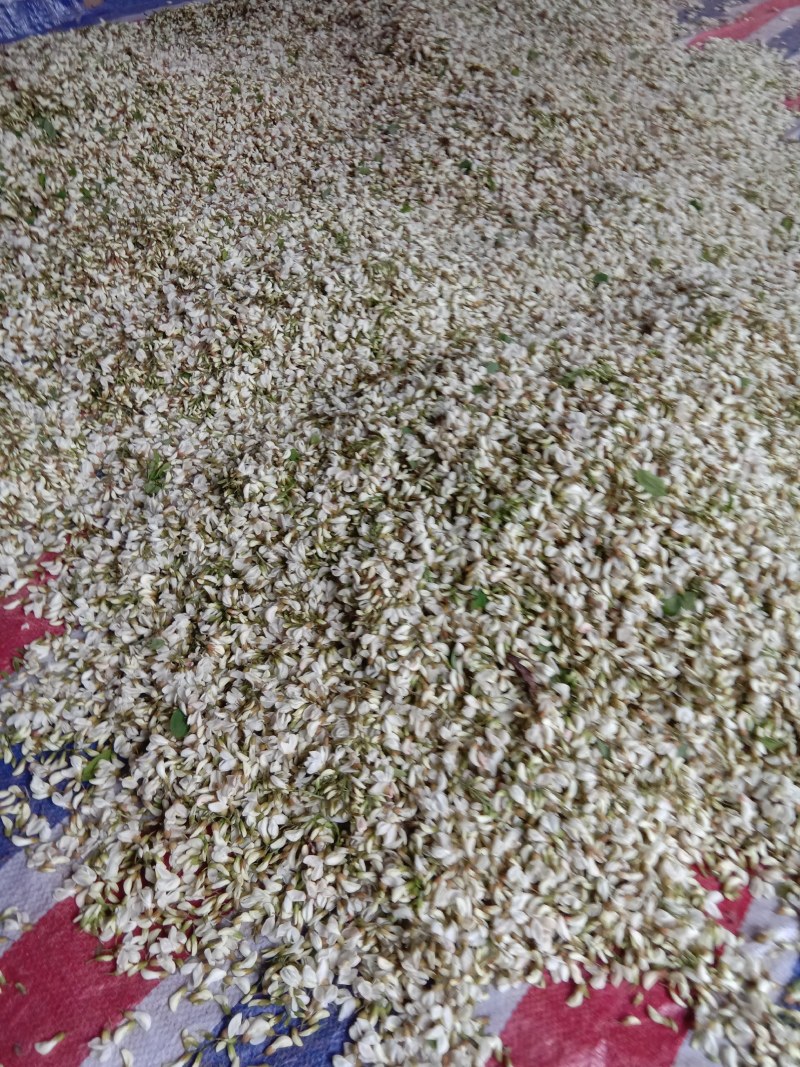 槐花，精品绿色无公害无污染产直供确保食品卫生安全