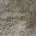 槐花，精品绿色无公害无污染产直供确保食品卫生安全