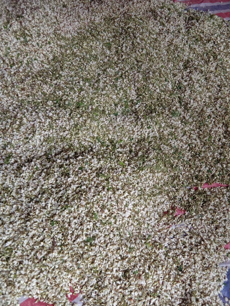 槐花，精品绿色无公害无污染产直供确保食品卫生安全
