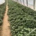 白哈密红薯苗、脱毒原种、白哈密、白蜜薯、白哈、