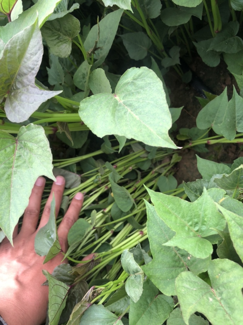 白哈密红薯苗、脱毒原种、白哈密、白蜜薯、白哈、