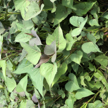 白哈密红薯苗、脱毒原种、白哈密、白蜜薯、白哈、