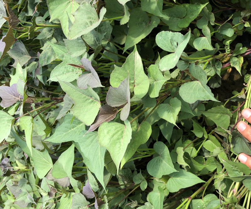白哈密红薯苗、脱毒原种、白哈密、白蜜薯、白哈、