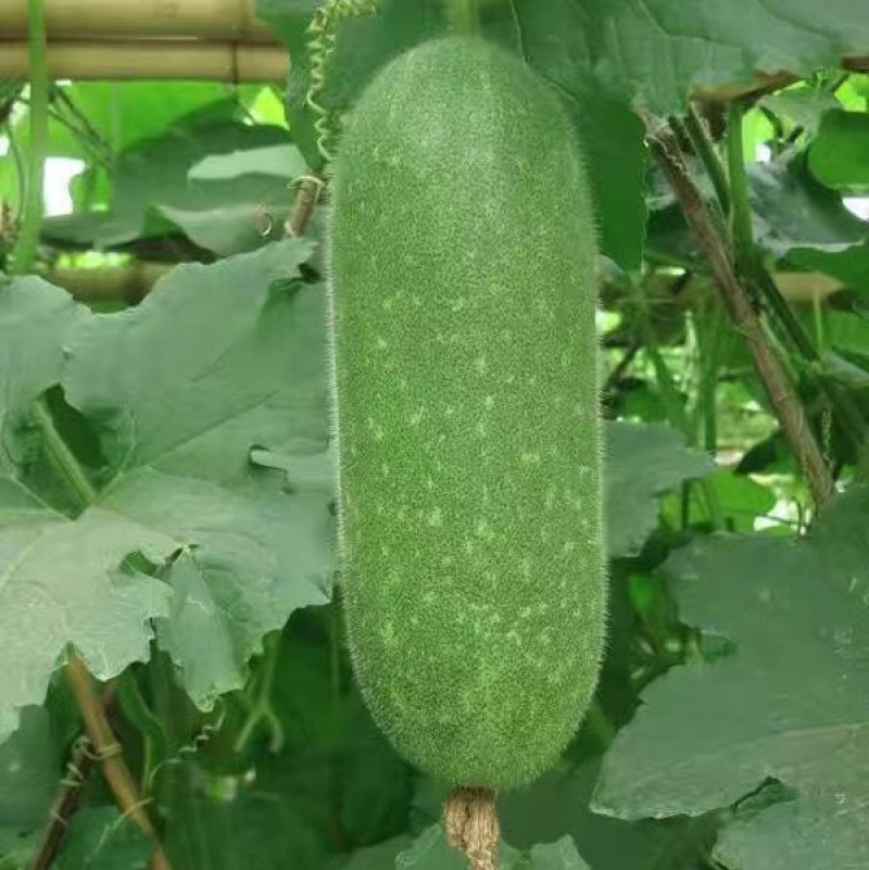 本地毛节瓜大量上市，诚信代办，欢迎咨询……