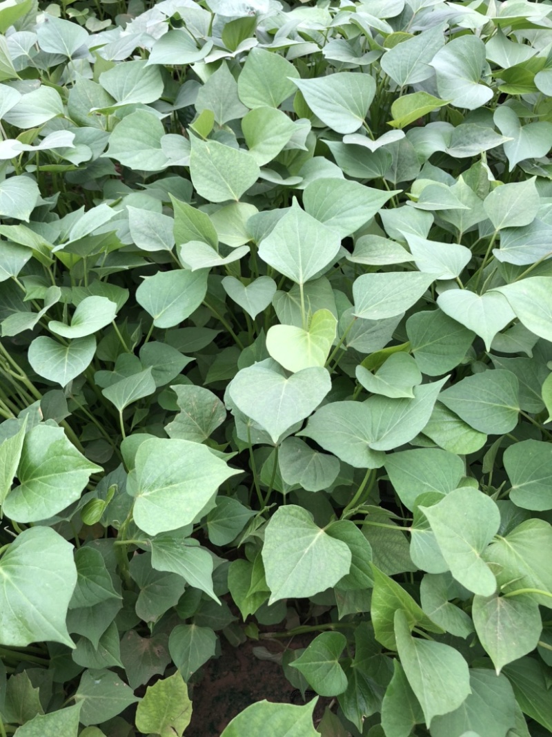 龙薯九红薯苗、脱*原种、龙薯九号、龙薯九、龙九、龙薯