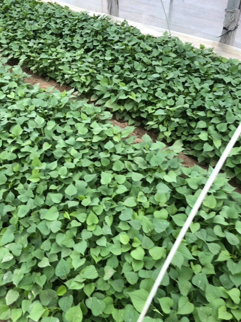 龙薯九红薯苗、脱*原种、龙薯九号、龙薯九、龙九、龙薯