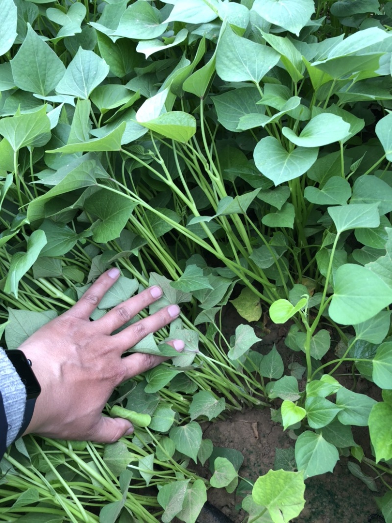龙薯九红薯苗、脱*原种、龙薯九号、龙薯九、龙九、龙薯