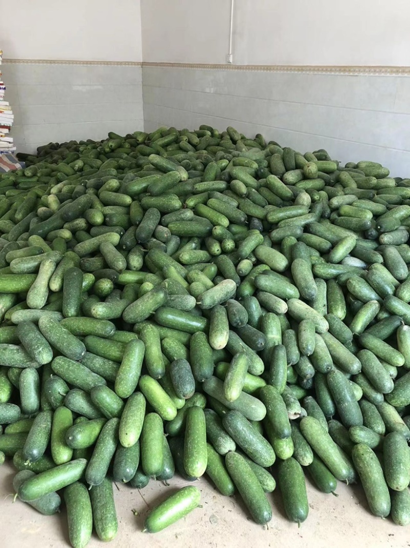 本地毛节瓜大量上市，诚信代办，欢迎咨询……