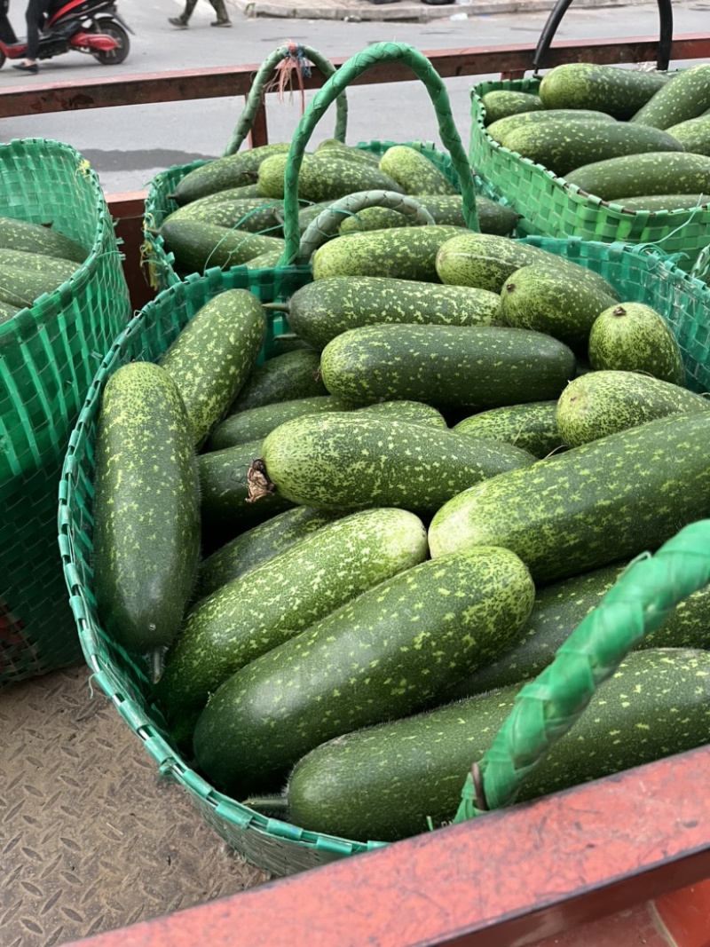 本地毛节瓜大量上市，诚信代办，欢迎咨询……
