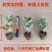 菊花苗四季开花菊花盆栽乒乓菊金丝皇菊大菊花苗盆栽地栽绿植