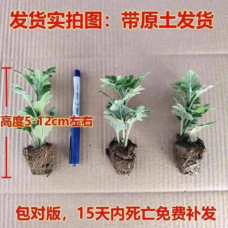 菊花苗四季开花菊花盆栽乒乓菊金丝皇菊大菊花苗盆栽地栽绿植